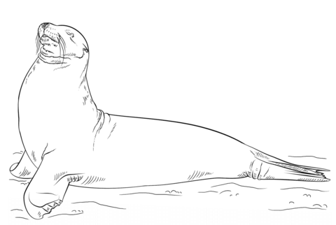 Galapagos Sea Lion Posing Coloring Page